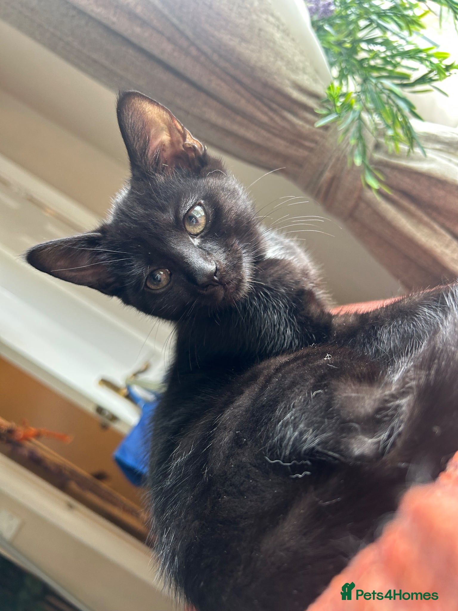 Mixed Breed cats for sale: Pretty black kitten for sale  - Advert 2