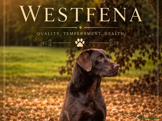 Labrador Retriever dogs for sale: New chocolate arrivals at Westfena 🐾 - Advert 3