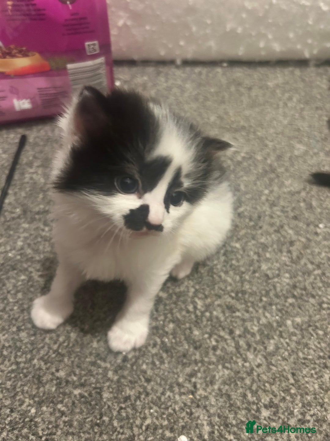 Mixed Breed cats for sale: 2 mixbreed boy kittens available  - Advert 1