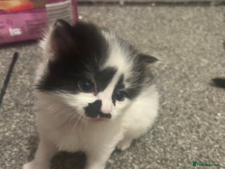 Mixed Breed cats 2 mixbreed boy kittens available - Advert 1