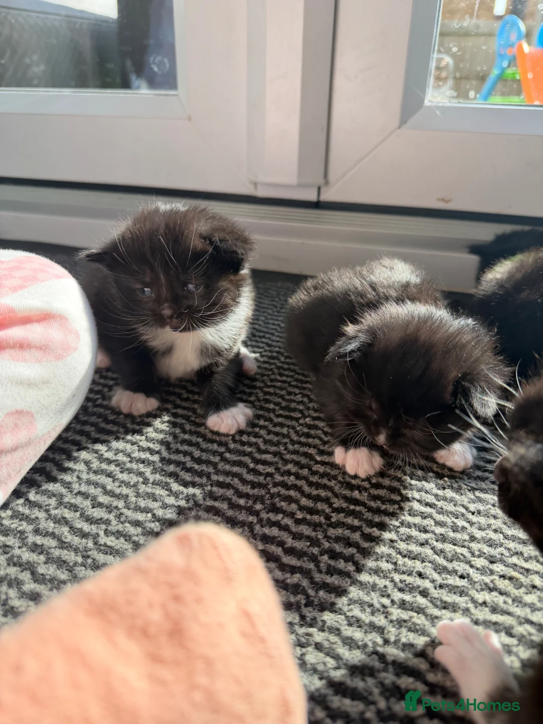 Mixed Breed cats for sale: Adorable Medium Haired Black & White Kittens in Huntingdon - Advert 24