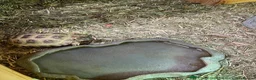 Tortoise reptiles for sale: Baby Horse-field Tortoises for sale  - Advert 5