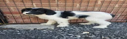 Cockapoo dogs for sale: Cockerpoo puppies Ready Now  - Advert 9