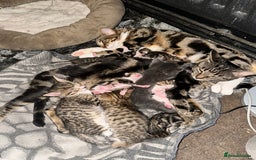 Bengal cats for sale: 5 females bengal cats  - Image 16