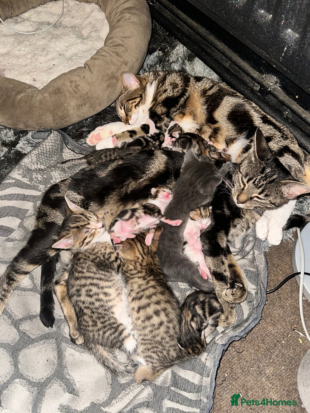 Bengal cats for sale: 5 females bengal cats  - Image 16