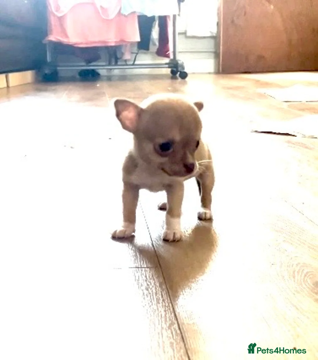 Chihuahua dogs for sale: Chihuahua puppies ready next week  - Advert 2