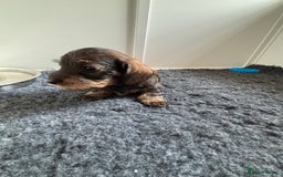 Miniature Dachshund dogs for sale: Miniature Wire-Haired Dachshund in Crediton - Image 3