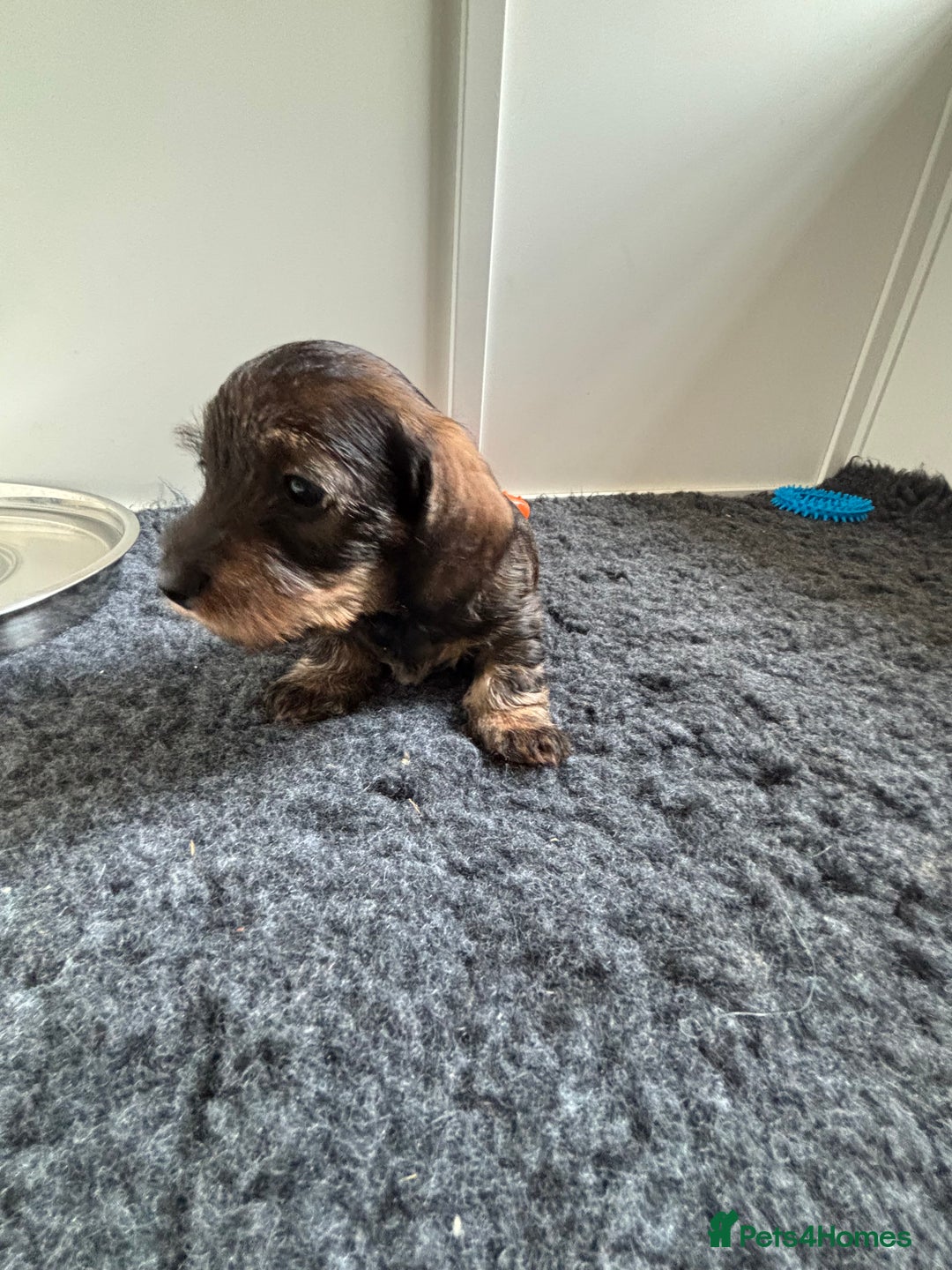 Miniature Dachshund dogs for sale: Miniature Wire-Haired Dachshund in Crediton - Image 3