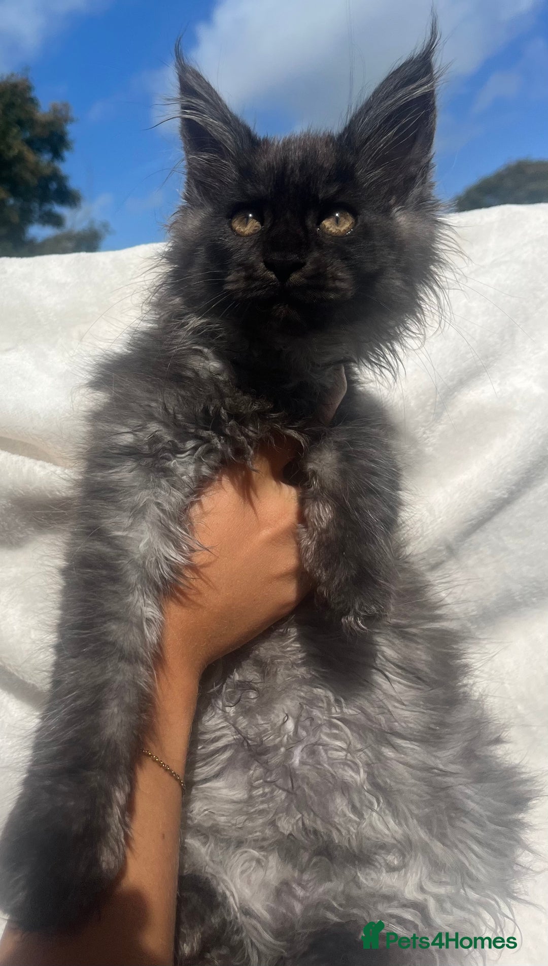Maine Coon cats for sale: STUNNING MAINE COON SMOKE (tica activereg ) - Image 26