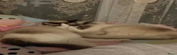 Ragdoll cats for sale: Mother and daughter only together  - Advert 3