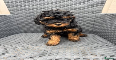 Cavapoo dogs - Advert 15