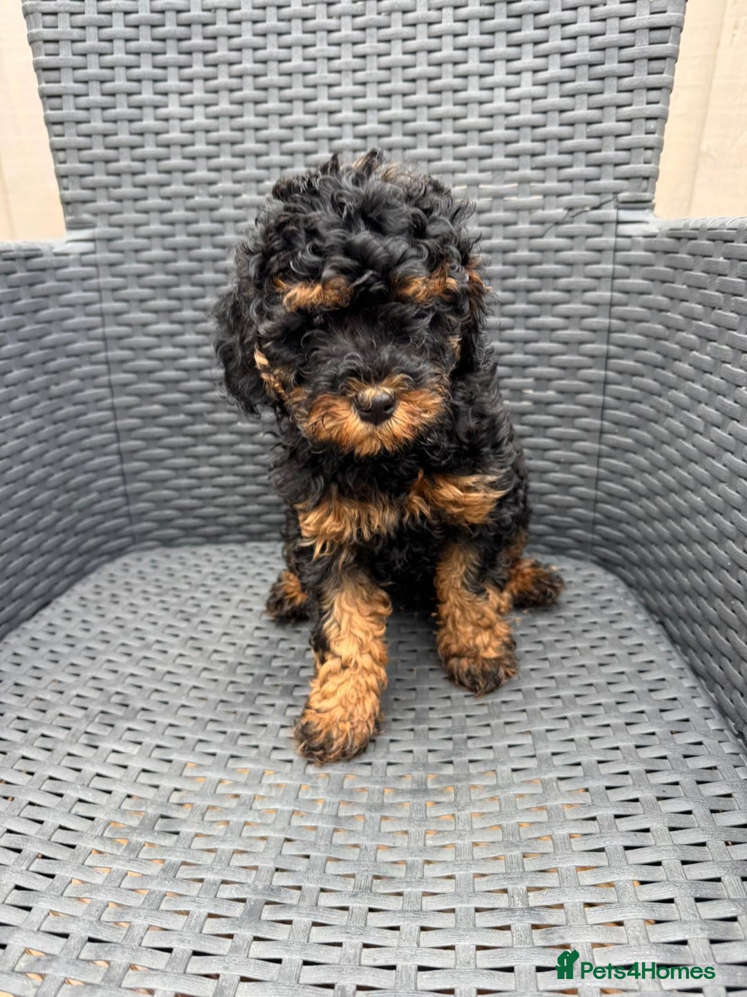 Cavapoo dogs for sale: 🔥 1 left Ready to go cavapoo puppy’s🔥 - Image 4