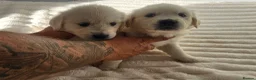Golden Retriever dogs for sale: Cream and golden retriever puppies in Bristol - Advert 30