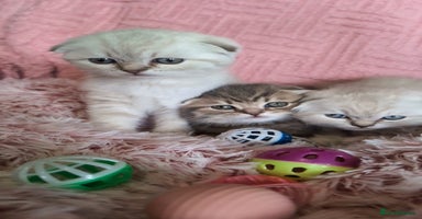 Scottish Fold cats - Advert 10