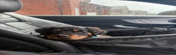 Rottweiler dogs for sale: Fluffy Rottweiler  - Advert 10