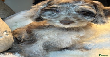 Cockapoo dogs Choc Merle F1 Cockapoo girl fully vaccinated  - Advert 9