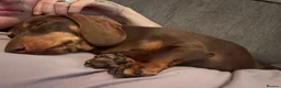 Miniature Dachshund dogs for sale: 2x adult minute dachund  - Advert 3