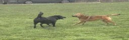 Mixed Breed dogs for adoption: Toffee - Norwich Norfolk  in Norwich - Advert 31