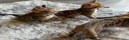 Bengal cats for sale: ✨ Beautiful Bengal Kittens✨ - Advert 24