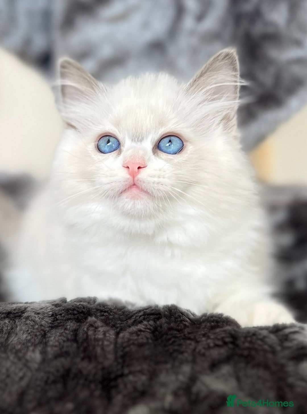 Ragdoll cats for sale: Beautiful Ragdoll girls - ready to reserve now! - Image 13