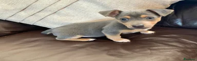Jack Russell 3