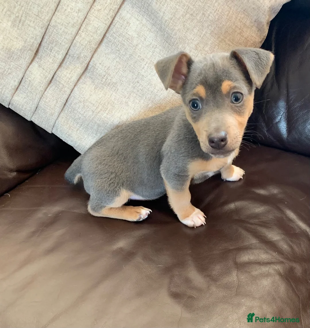 Jack Russell dogs for sale: Fabulous Miniature Jack Russell puppies  - Advert 11