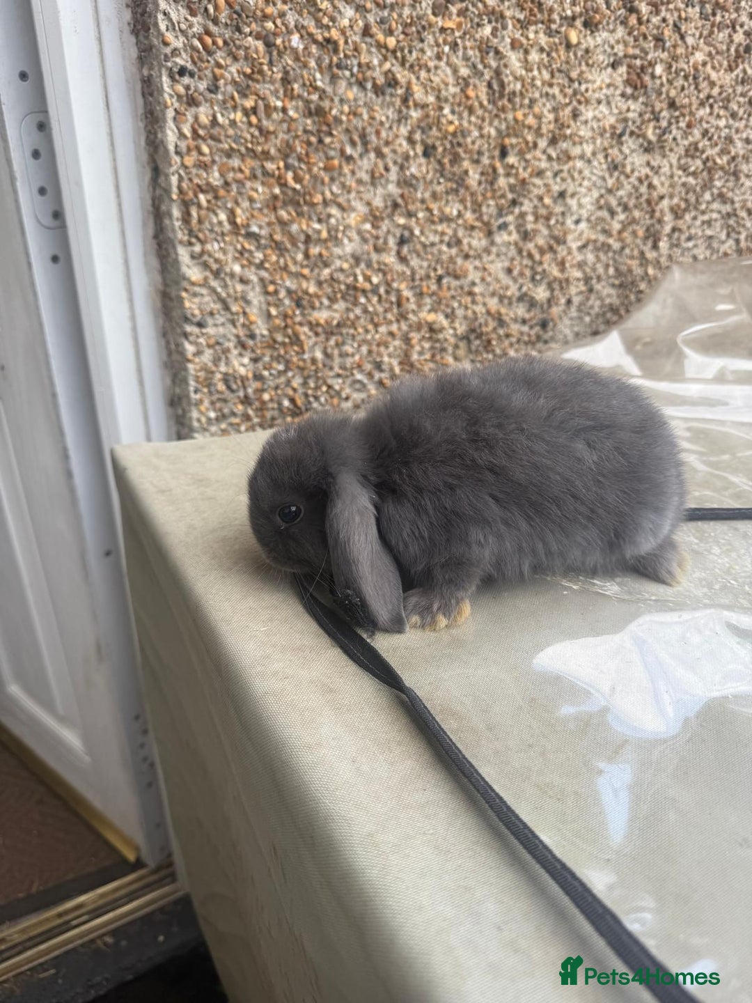 Mini Lop rabbits for sale: 5 mini lop eared Rabbits  - Image 8