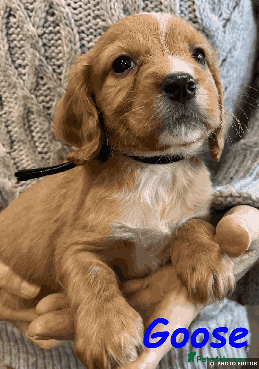 Cockalier dogs for sale: Adorable Cockalier Puppies - Advert 21