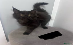 Maine Coon cats for sale:  1 GIRL KITTEN LEFT Ready now maine coon kittens - Image 2