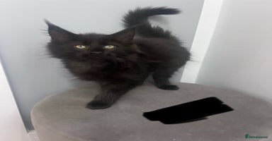 Maine Coon cats - Advert 12