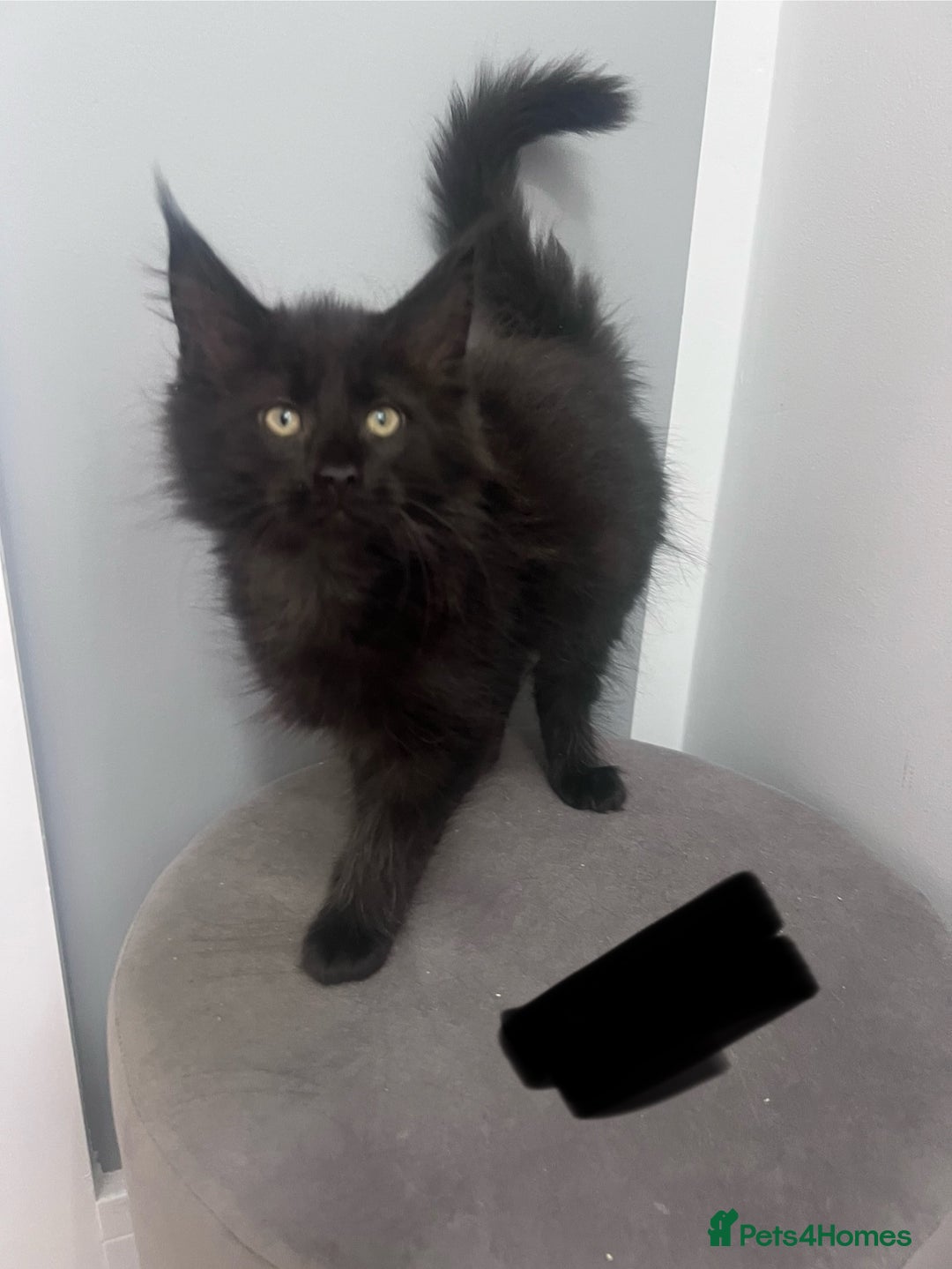 Maine Coon cats for sale:  1 GIRL KITTEN LEFT Ready now maine coon kittens - Image 2