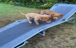 Cocker Spaniel dogs for sale: Stunning Working Cocker Spaniel Puppies - Image 14
