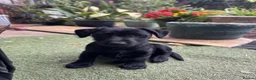 Patterdale Terrier dogs for sale: Little Paws, Big Personality - Advert 9