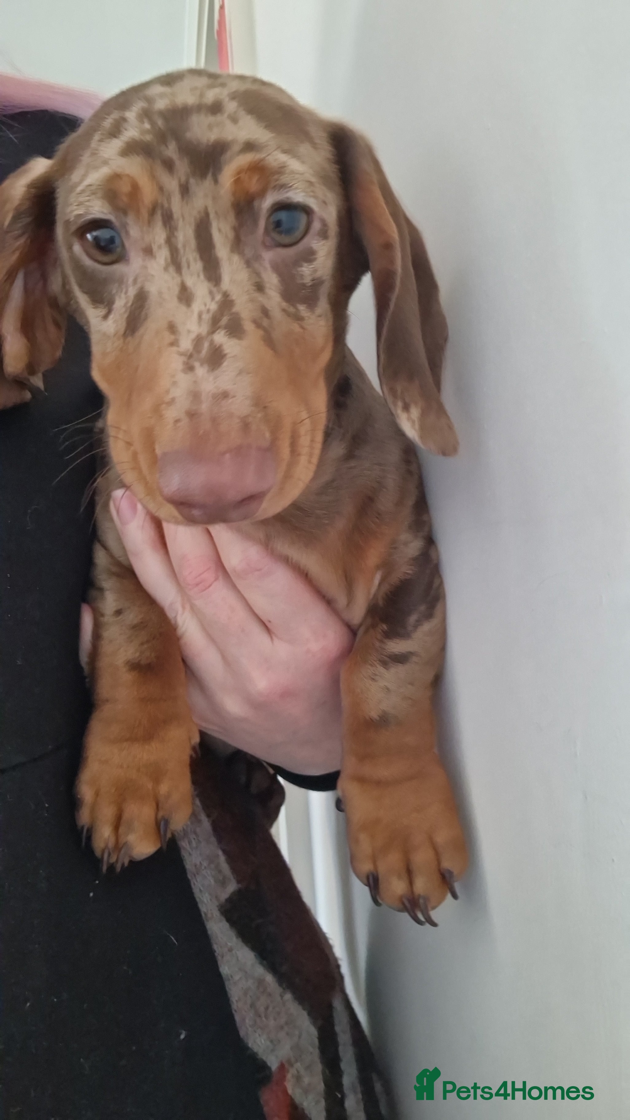 Miniature Dachshund dogs **READY NOW** - Advert 11