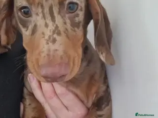 Miniature Dachshund dogs **READY NOW** - Advert 11