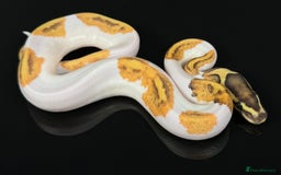 Python Snake reptiles for sale: Royal pythons  - Image 28