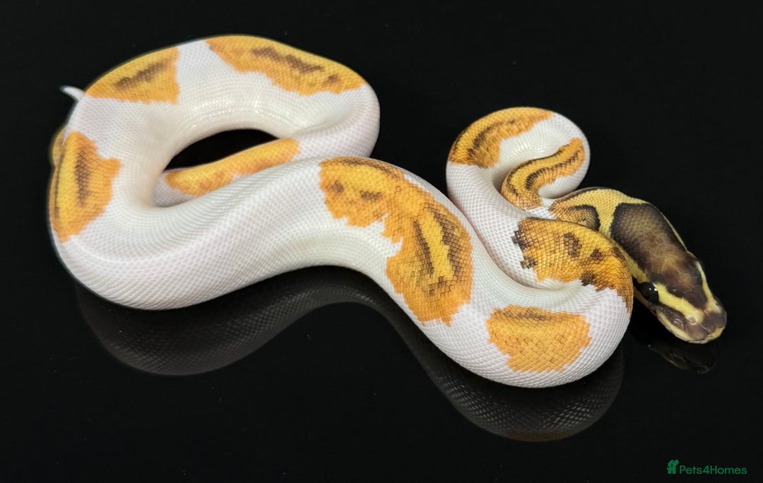 Python Snake reptiles for sale: Royal pythons  - Image 28