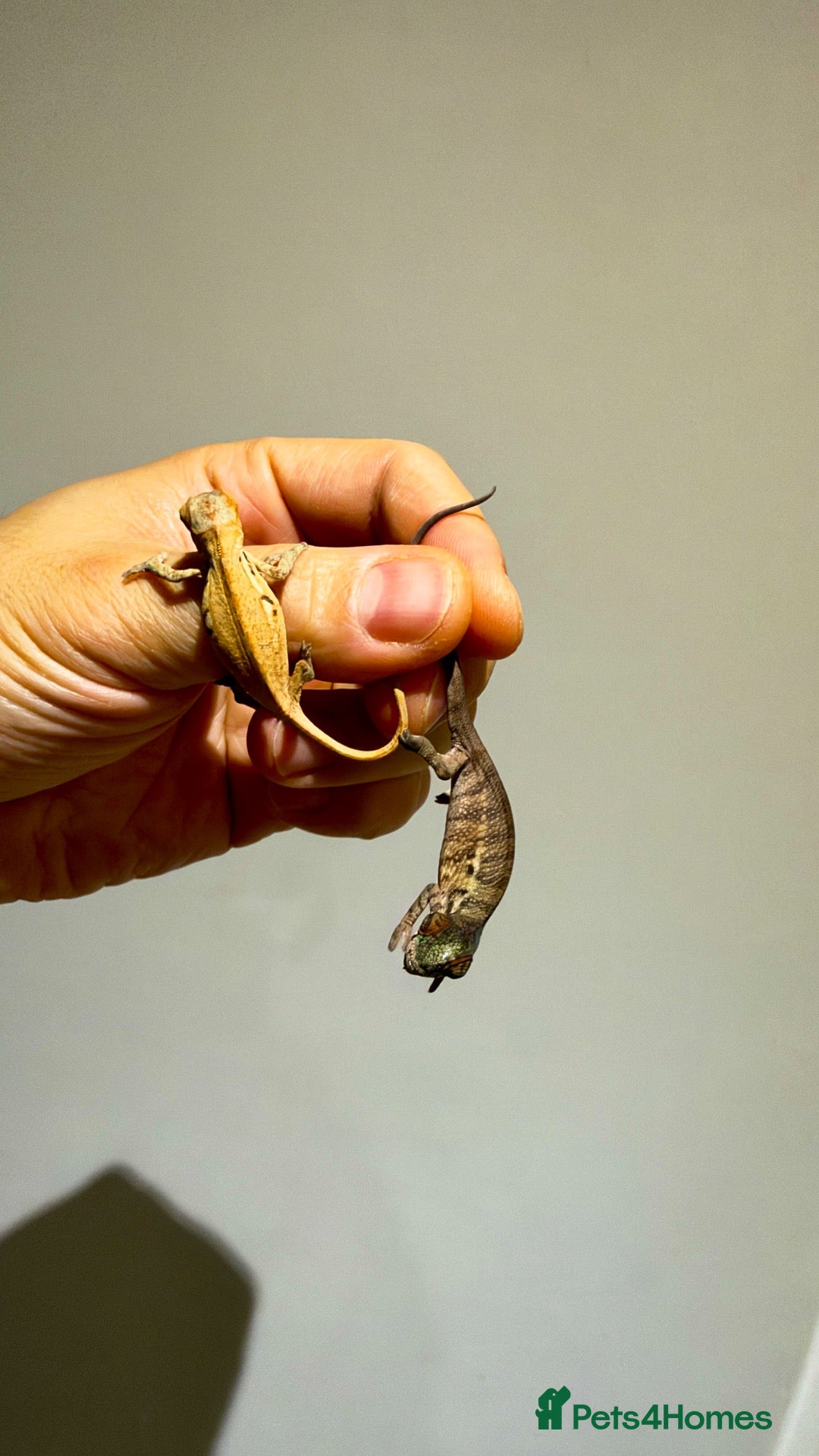 Chameleon reptiles Home-bred Panther Chameleon Babies for Sale - Advert 1