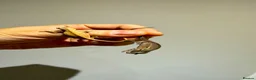 Chameleon reptiles for sale: Home-bred Panther Chameleon Babies for Sale - Advert 1