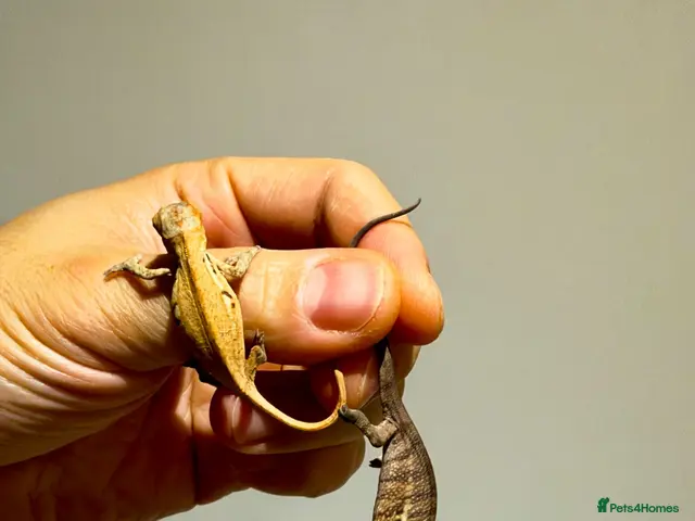 Chameleon reptiles for sale: Home-bred Panther Chameleon Babies for Sale - Advert 1