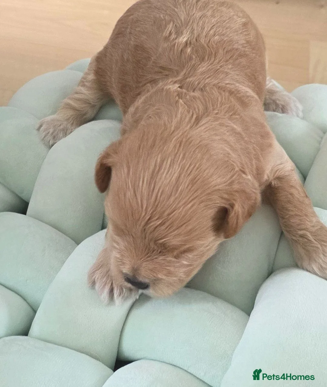 Maltipoo dogs for sale: Maltipoo lovely, cutest puppy - Advert 13