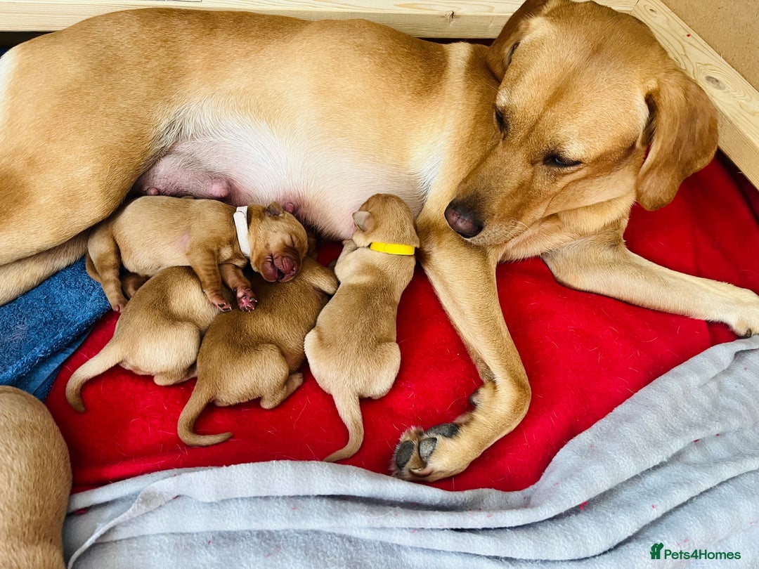 Labrador Retriever dogs for sale: Gorgeous Fox Red Labrador Puppies - Image 2