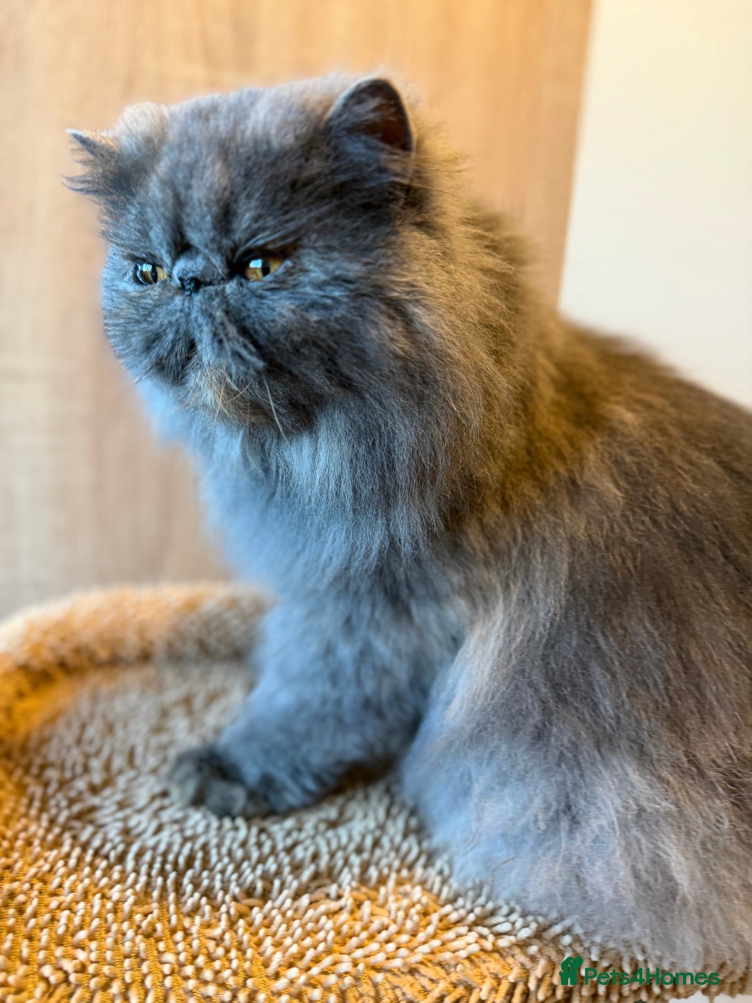 Persian cats for sale:  Persian Queen-Active. American Bloodlines, GCCF. - Advert 7
