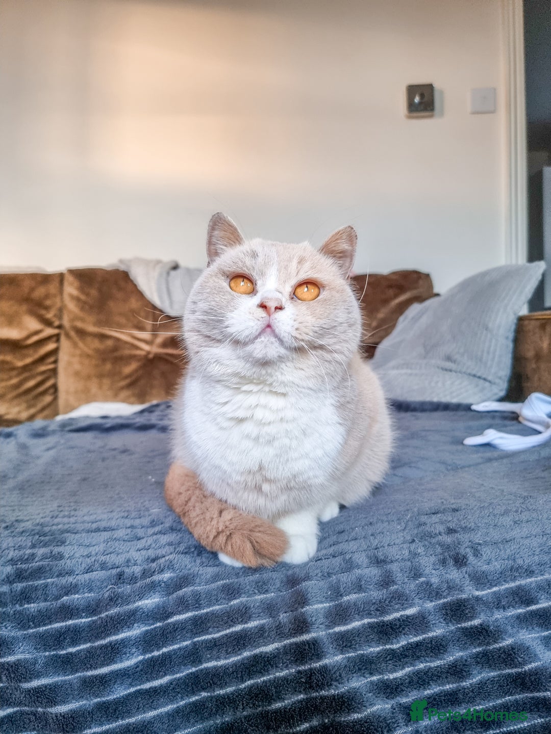 British Shorthair cats for sale: Retired fawn tortie + white British Shorthair  - Image 13