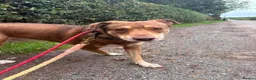 Mixed Breed dogs for adoption: Meet Luca, currently residing in Cheshire  in Nantwich - Advert 10