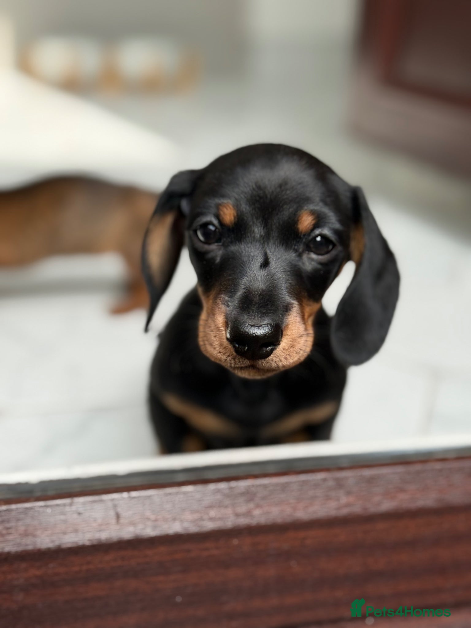 Miniature Dachshund dogs Black & tan miniature dachshund  - Advert 3