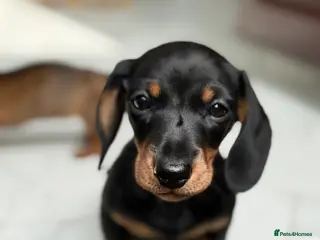 Miniature Dachshund dogs Black & tan miniature dachshund - Advert 4