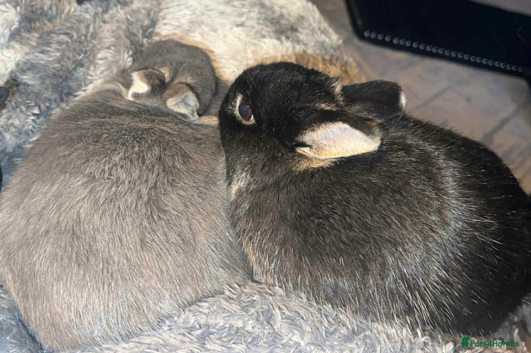 Netherland Dwarf rabbits for sale: Netherland dwarf bucks  - Advert 6