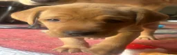 Labrador Retriever dogs for sale: 2 female fox red labrador pups in Southam - Advert 4