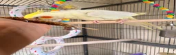 Cockatiels birds for sale: Loving cockatiels looking for a new home  - Advert 6